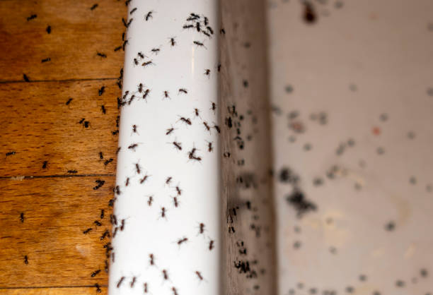 Best Pest Control Near Me  in Quinnipiac University, CT